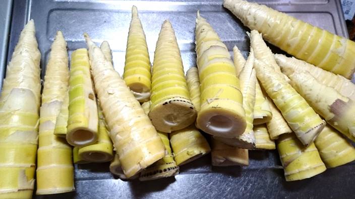 お出かけ 河川敷に自生しているタケノコ掘ってきた 破竹 淡竹 家庭菜園とお出かけスポット サンシャインラブ