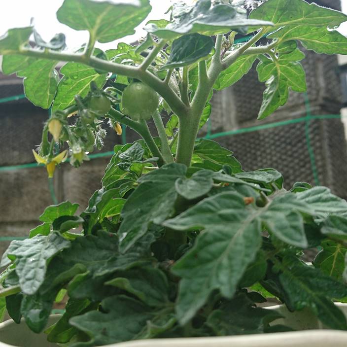 家庭菜園 トマト キュウリなどの成長記録 ２週間後 家庭菜園とお出かけスポット サンシャインラブ