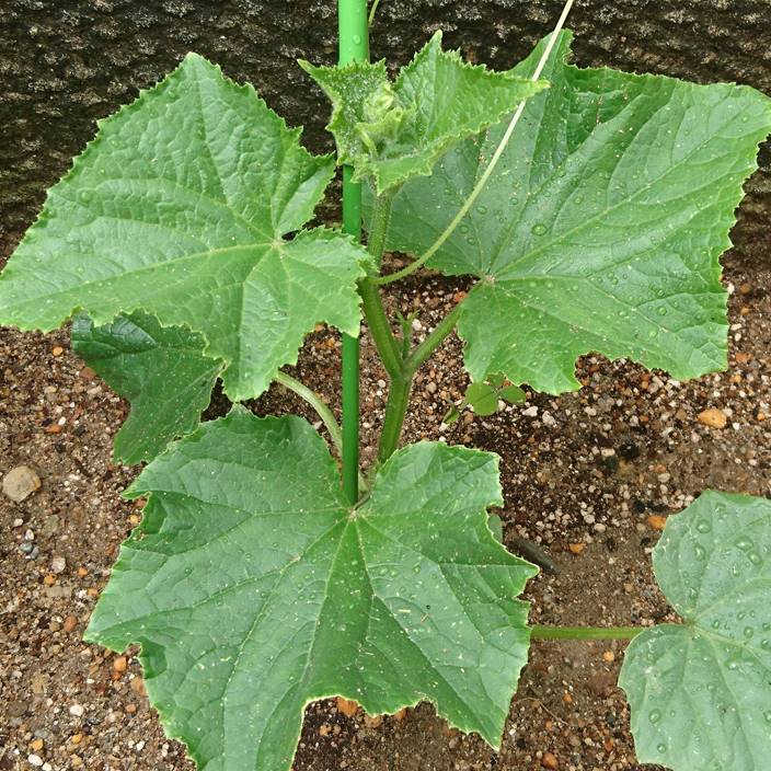 家庭菜園 トマト キュウリなどの成長記録 ２週間後 家庭菜園とお出かけスポット サンシャインラブ