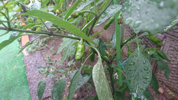 家庭菜園 トマト キュウリなどの成長記録 ５週間後 家庭菜園とお出かけスポット サンシャインラブ