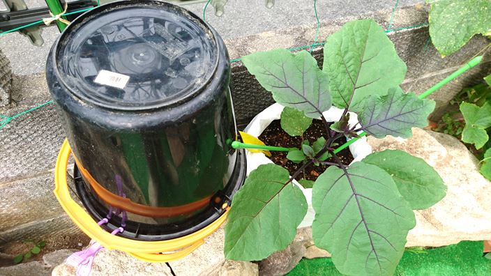 家庭菜園 水やりが出来ないときの対処法を考えてみた 家庭菜園とお出かけスポット サンシャインラブ