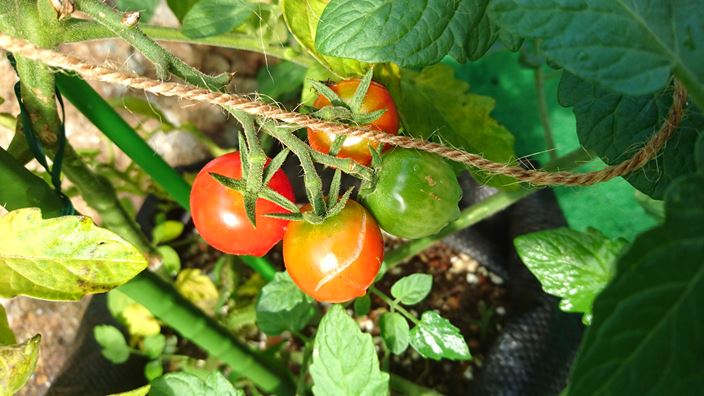 家庭菜園 トマト キュウリの成長記録 ８週間後 家庭菜園とお出かけスポット サンシャインラブ