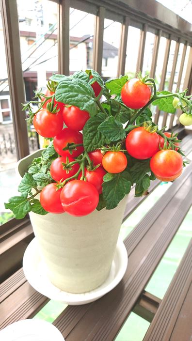 家庭菜園 トマト キュウリの成長記録 ８週間後 家庭菜園とお出かけスポット サンシャインラブ