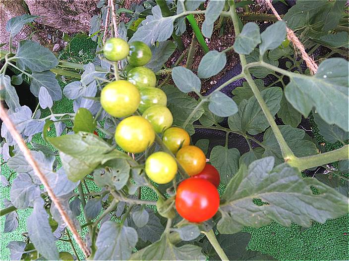 サンアンドホープ トマト 1個 きゅうりの肥料 なす 新作モデル なす