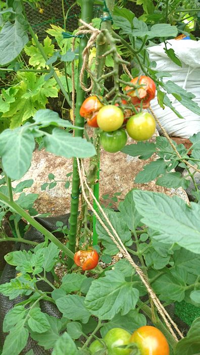 家庭菜園 トマト キュウリ ナスビの成長記録 ９週間後 家庭菜園とお出かけスポット サンシャインラブ