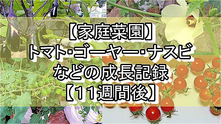 家庭菜園 トマト ゴーヤー ナスビなどの成長記録 １１週間後 家庭菜園とお出かけスポット サンシャインラブ