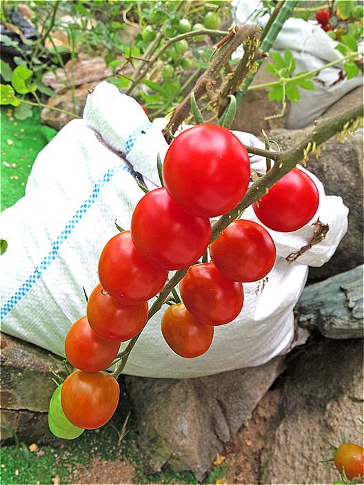 家庭菜園 トマト ゴーヤー ナスビなどの成長記録 １３週間後 家庭菜園とお出かけスポット サンシャインラブ
