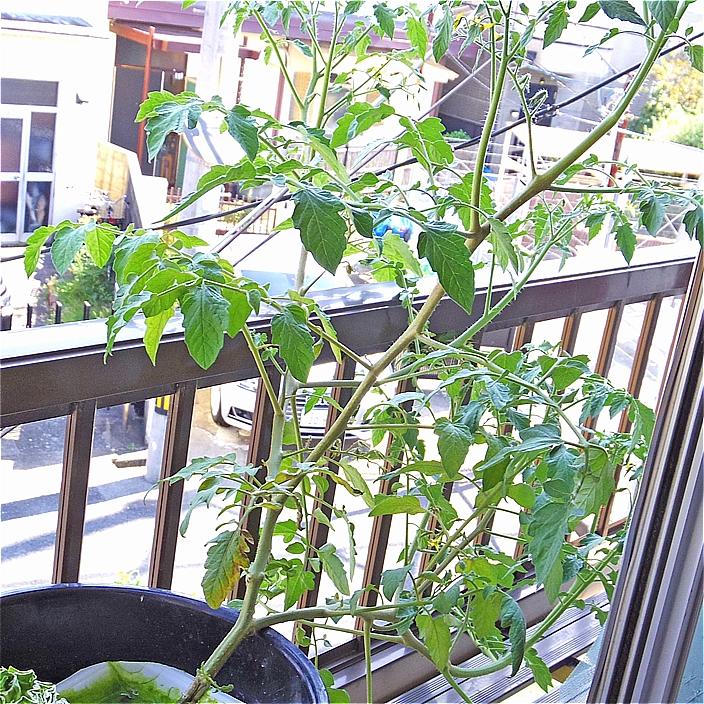 家庭菜園 水耕栽培で育てるミニトマトの成長記録 ６週間後 家庭菜園とお出かけスポット サンシャインラブ