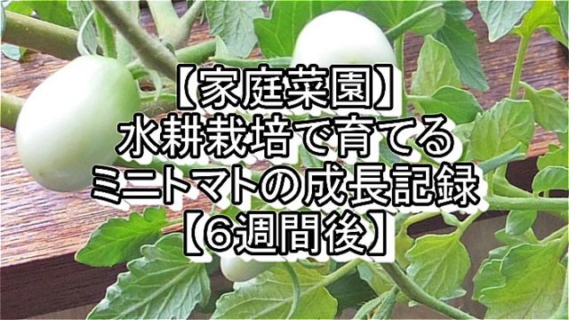 水耕栽培 タグの記事一覧 家庭菜園とお出かけスポット サンシャインラブ